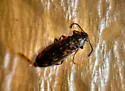 Prothalpia holmbergi - photo 3