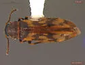 Prothalpia holmbergi - photo 4
