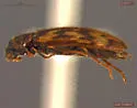 Prothalpia holmbergi - photo 5
