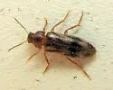 Prothalpia undata