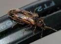 Prothalpia undata - photo 2