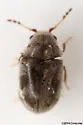 Protheca hispida - photo 3