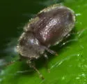 Protheca hispida - photo 4
