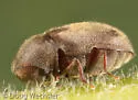 Protheca hispida - photo 5
