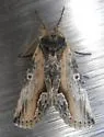 Prothrinax luteomedia - Hodges#9829 - photo 4