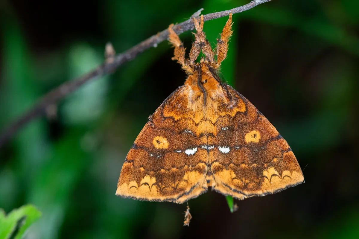 Shag Carpet Caterpillar Moth - photo 3