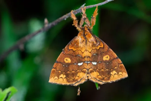 Shag Carpet Caterpillar Moth - photo 4