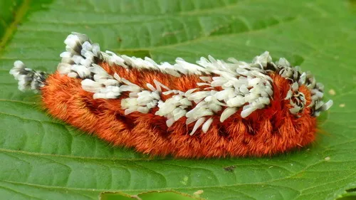 Shag Carpet Caterpillar Moth - photo 5