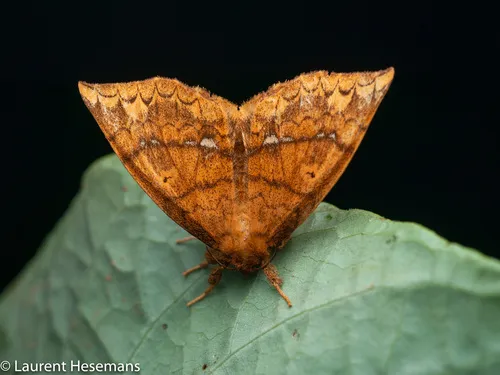 Shag Carpet Caterpillar Moth - photo 6