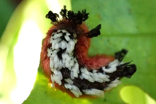 Shag Carpet Caterpillar Moth - photo 7