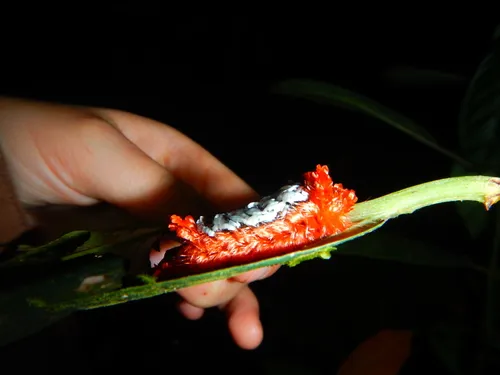 Shag Carpet Caterpillar Moth - photo 8