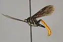 Protichneumon effigies