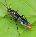 Protichneumon grandis