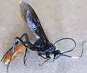 Protichneumon grandis - photo 2