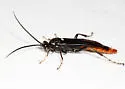 Protichneumon grandis - photo 4