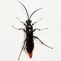 Protichneumon grandis - photo 5