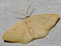 Protitame cervula - Hodges#6422 - photo 4