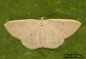 Protitame cervula - Hodges#6422 - photo 5