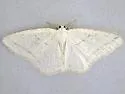 Protitame subalbaria - Hodges#6266
