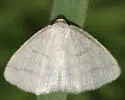Protitame subalbaria - Hodges#6266 - photo 3