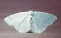 Protitame subalbaria - Hodges#6266 - photo 4
