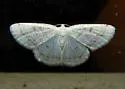 Virgin Moth - Hodges#6270