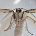 Virgin Moth - Hodges#6270 - photo 4