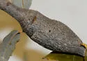 Protobalandricus spectabilis