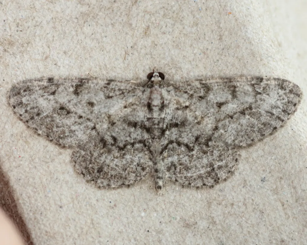 Porcelain Gray - photo 2
