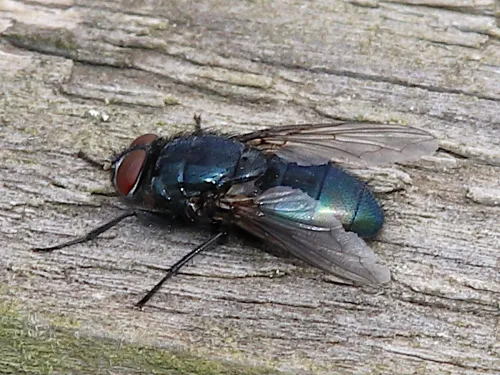 Bird Blowfly