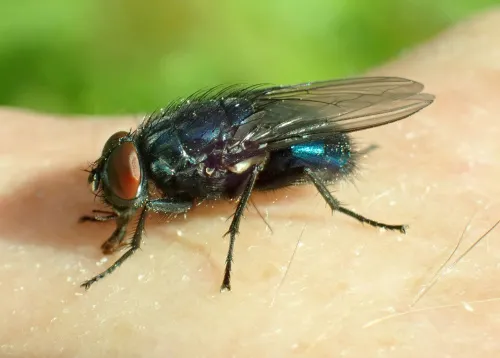 Bird Blowfly - photo 2