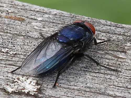 Bird Blowfly - photo 3