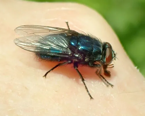 Bird Blowfly - photo 4