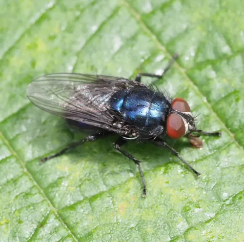Bird Blowfly - photo 5
