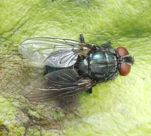 Bird Blowfly - photo 6