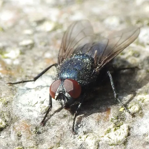 Bird Blowfly - photo 7