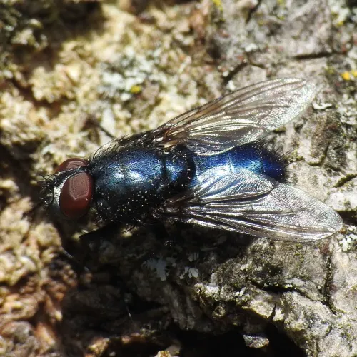 Bird Blowfly - photo 8