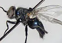 Protocalliphora bennetti - Protocalliphora bennetti