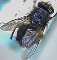 Protocalliphora bennetti - photo 2