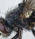 Protocalliphora bennetti - photo 3