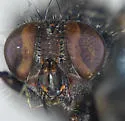 Protocalliphora bennetti - photo 4