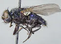 Protocalliphora rugosa