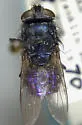Protocalliphora rugosa - photo 2