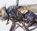 Protocalliphora rugosa - photo 3