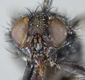Protocalliphora rugosa - photo 4