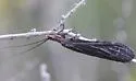 Protochauliodes minimus