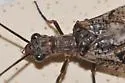 Protochauliodes spenceri - photo 2