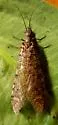 Protochauliodes spenceri - photo 3