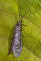 Protochauliodes spenceri - photo 4