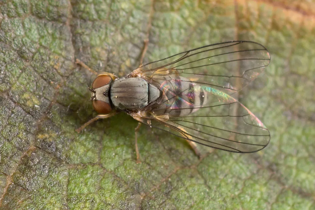 Protoclythia modesta - photo 2